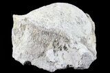 Fossil Brontotherium (Titanothere) Vertebrae - South Dakota #73233-2